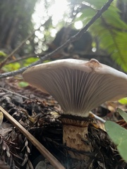 Gomphidius oregonensis