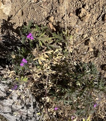 Glandularia gooddingii