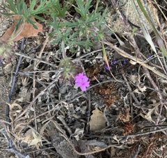 Glandularia gooddingii