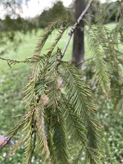 Taxodium