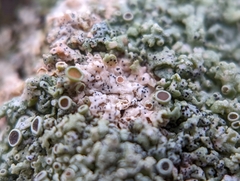 Physcia aipolia