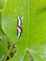 Eudryas unio