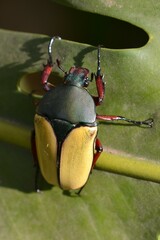 Eudicella tetraspilota euthalia