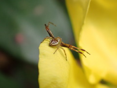 Australomisidia pilula
