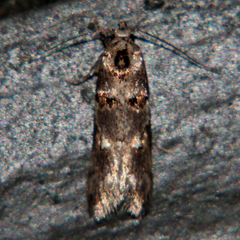 Trachypepla