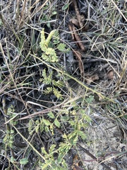 Mimosa microphylla