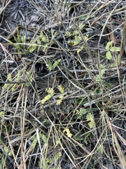 Mimosa microphylla