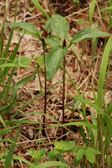 Trillium recurvatum