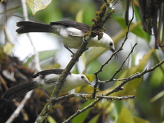 Campylorhynchus albobrunneus