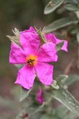 Cistus crispus