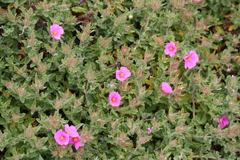 Cistus crispus