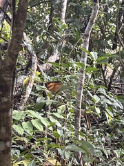 Cupha prosope