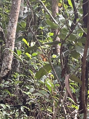 Cupha prosope