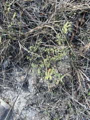 Mimosa microphylla