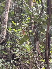 Cupha prosope