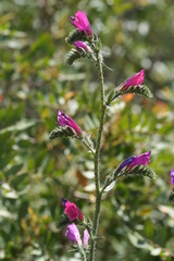 Echium tuberculatum
