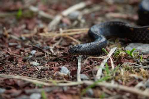 Yellow-spotted Ground Snake