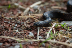 Atractus duboisi