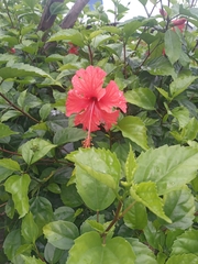Hibiscus rosa-sinensis