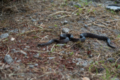 Atractus duboisi
