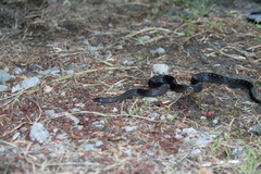 Atractus duboisi