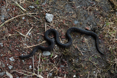 Atractus duboisi