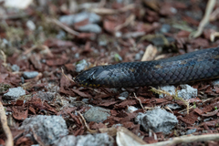 Atractus duboisi
