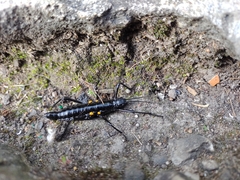 Monticomorpha unicolor