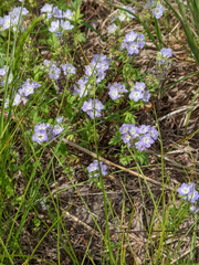 Phacelia gilioides