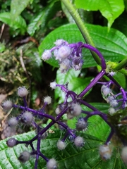 Miconia valeriana