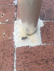 Arilus cristatus