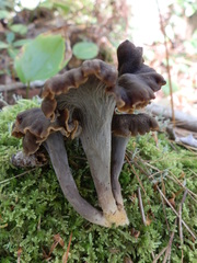 Craterellus caeruleofuscus