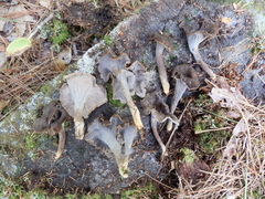 Craterellus caeruleofuscus