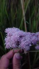 Eupatorieae