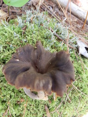 Craterellus caeruleofuscus