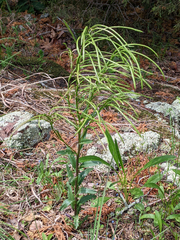Borodinia missouriensis