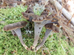 Craterellus caeruleofuscus