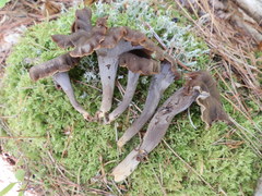 Craterellus caeruleofuscus