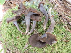 Craterellus caeruleofuscus