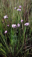 Eupatorieae