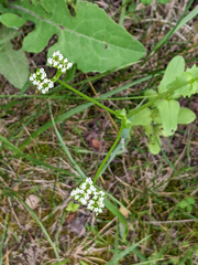 Valerianella