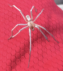 Kukulcania