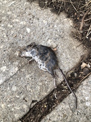 Muroidea