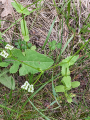 Valerianella