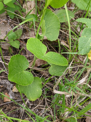 Thaspium trifoliatum