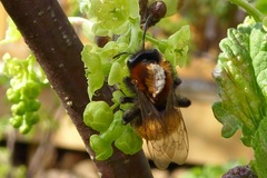 Andrena fulva