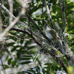 Saltator striatipectus