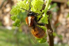 Andrena fulva
