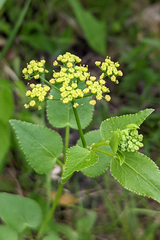Thaspium trifoliatum