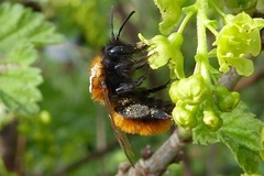 Andrena fulva
